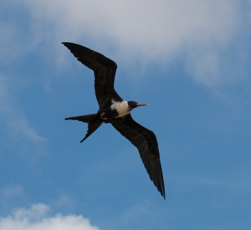 Lesser Frigatebird - ML70594781