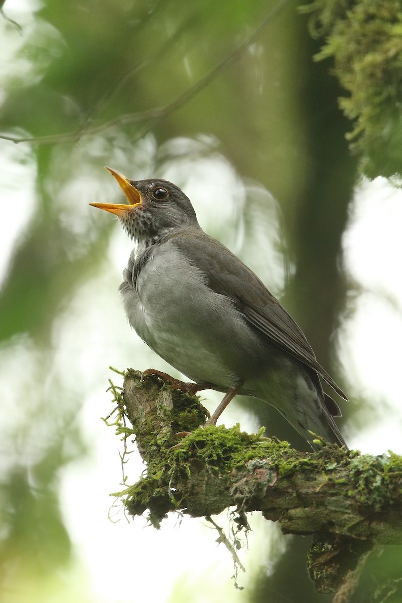 Blacksmith Thrush - ML70595431