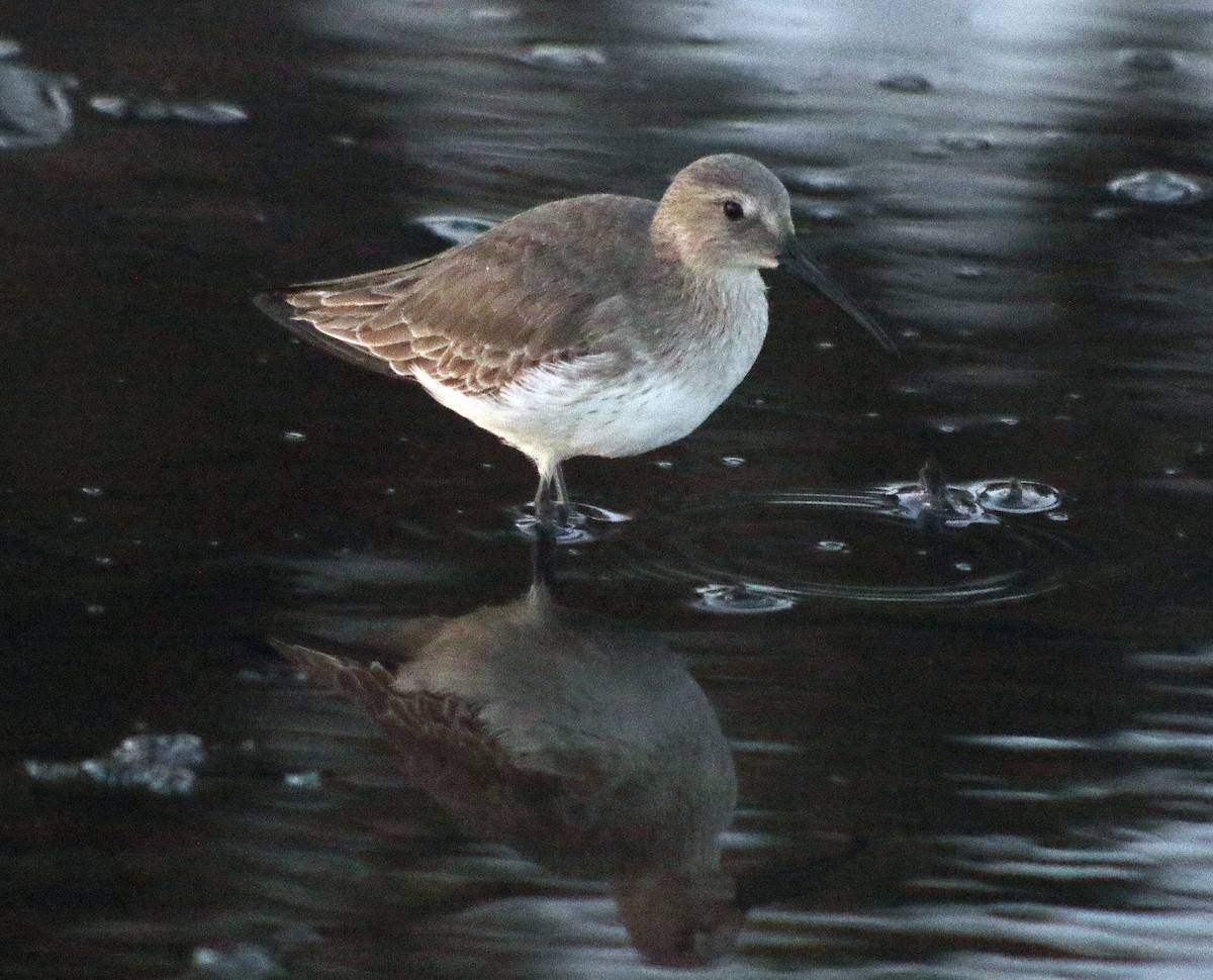 Dunlin - Dika Golovatchoff