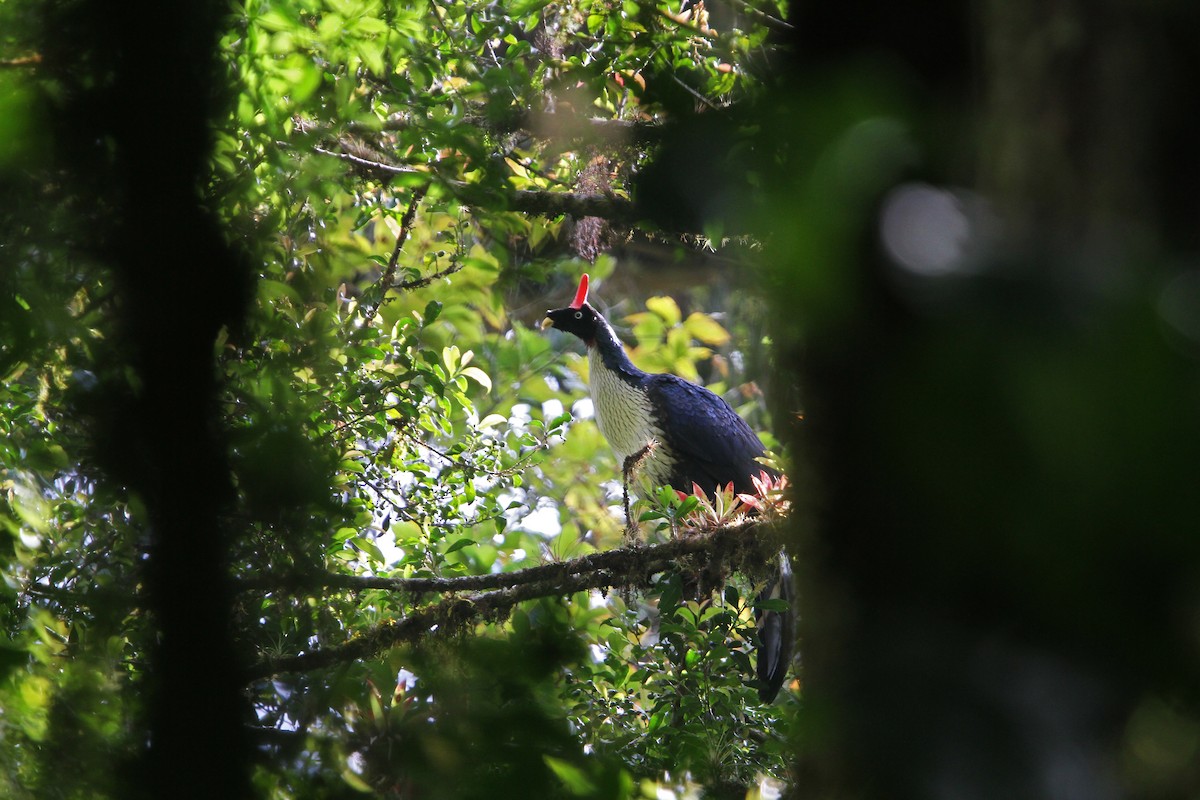 Horned Guan - ML70597651