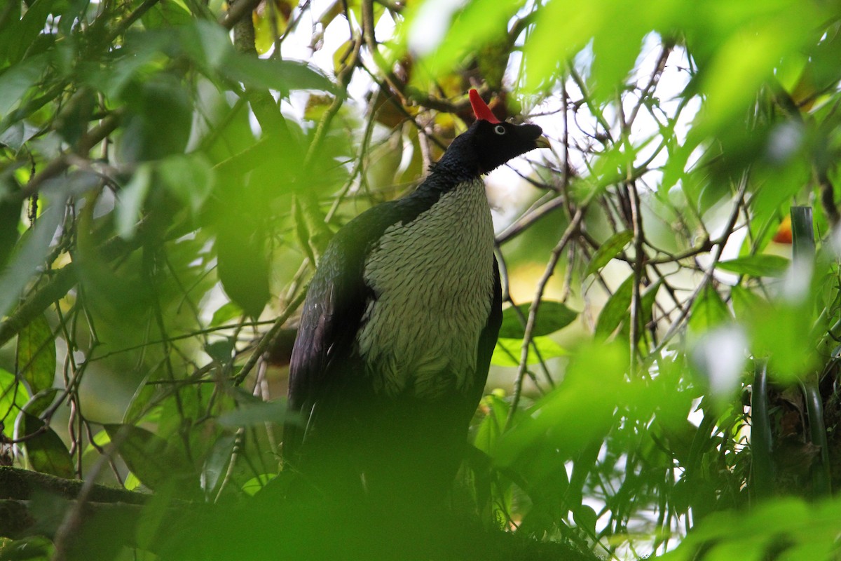 Horned Guan - ML70599701