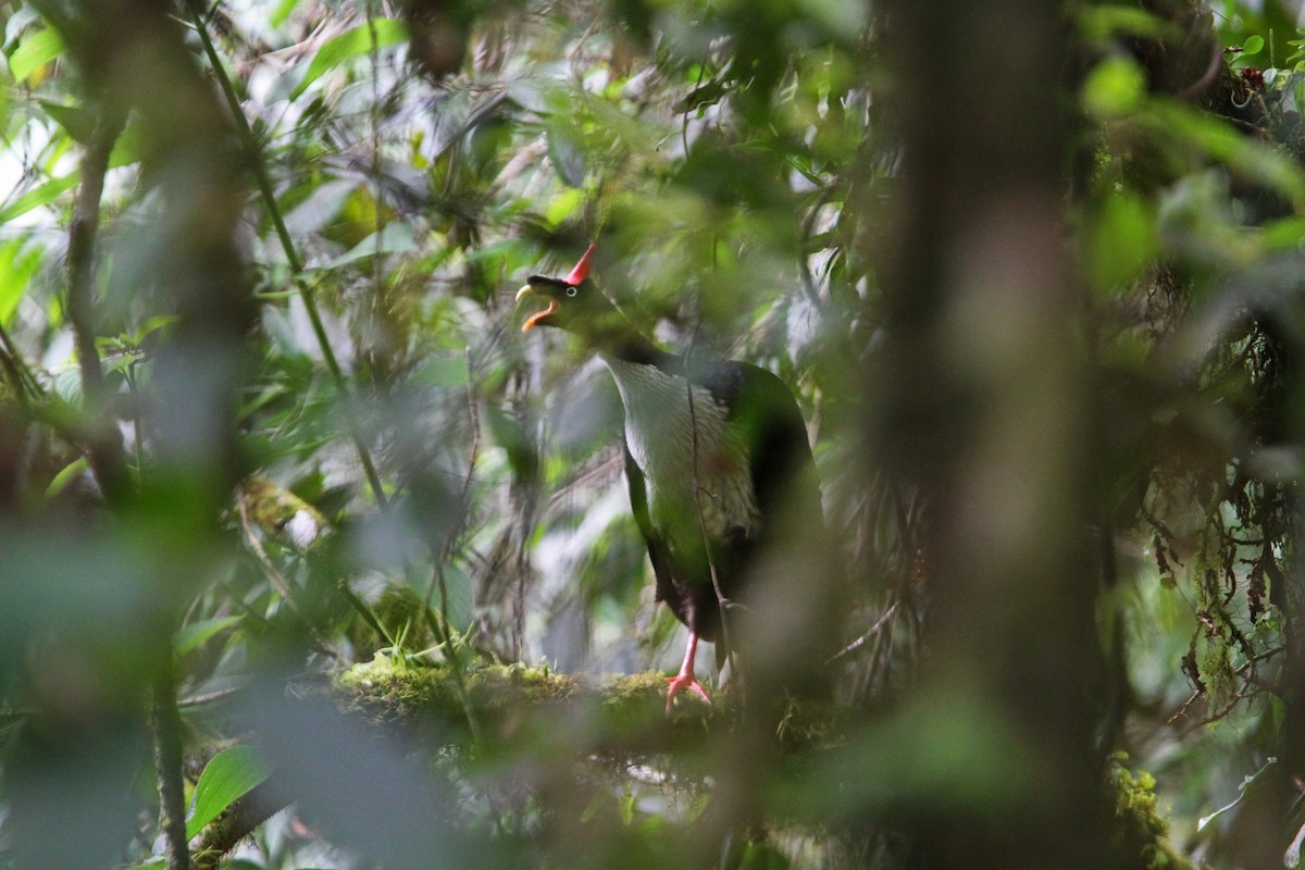 Horned Guan - ML70599731