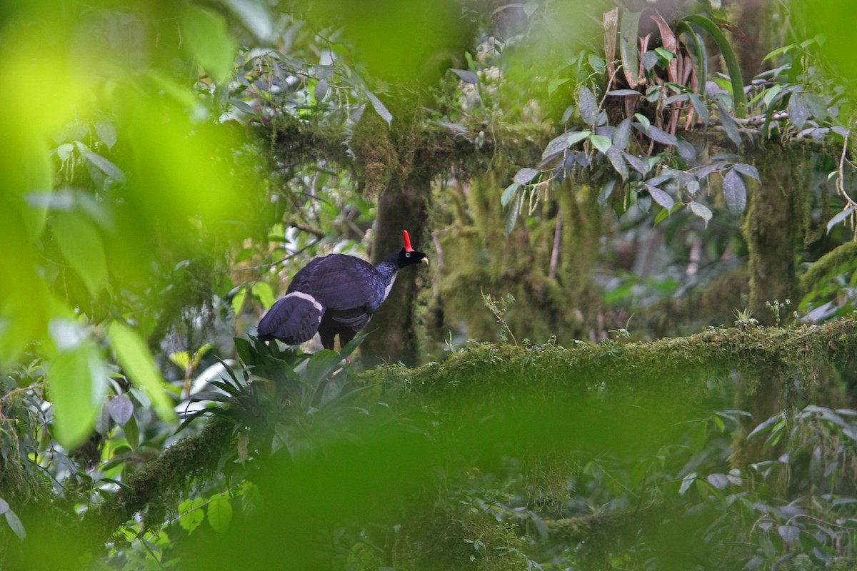 Horned Guan - ML70599741