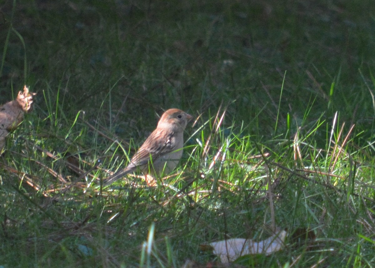 Field Sparrow - ML70600811