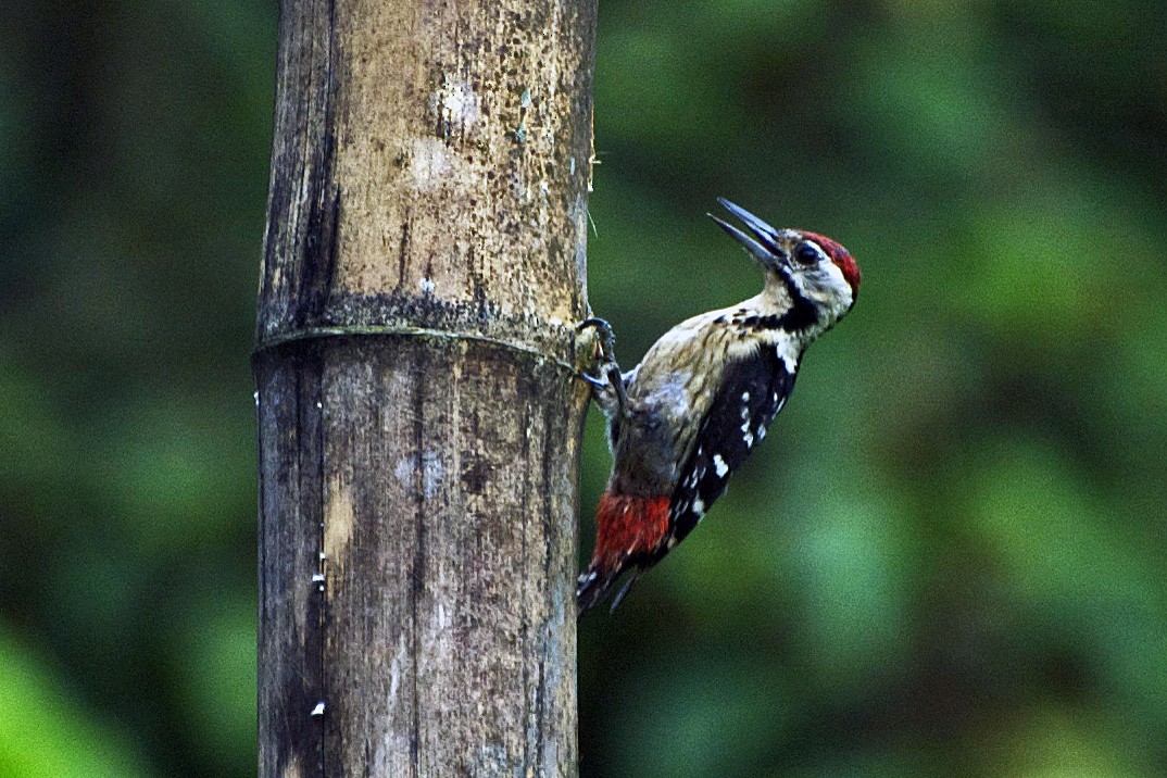 Dendrocopos sp. - ML70601021