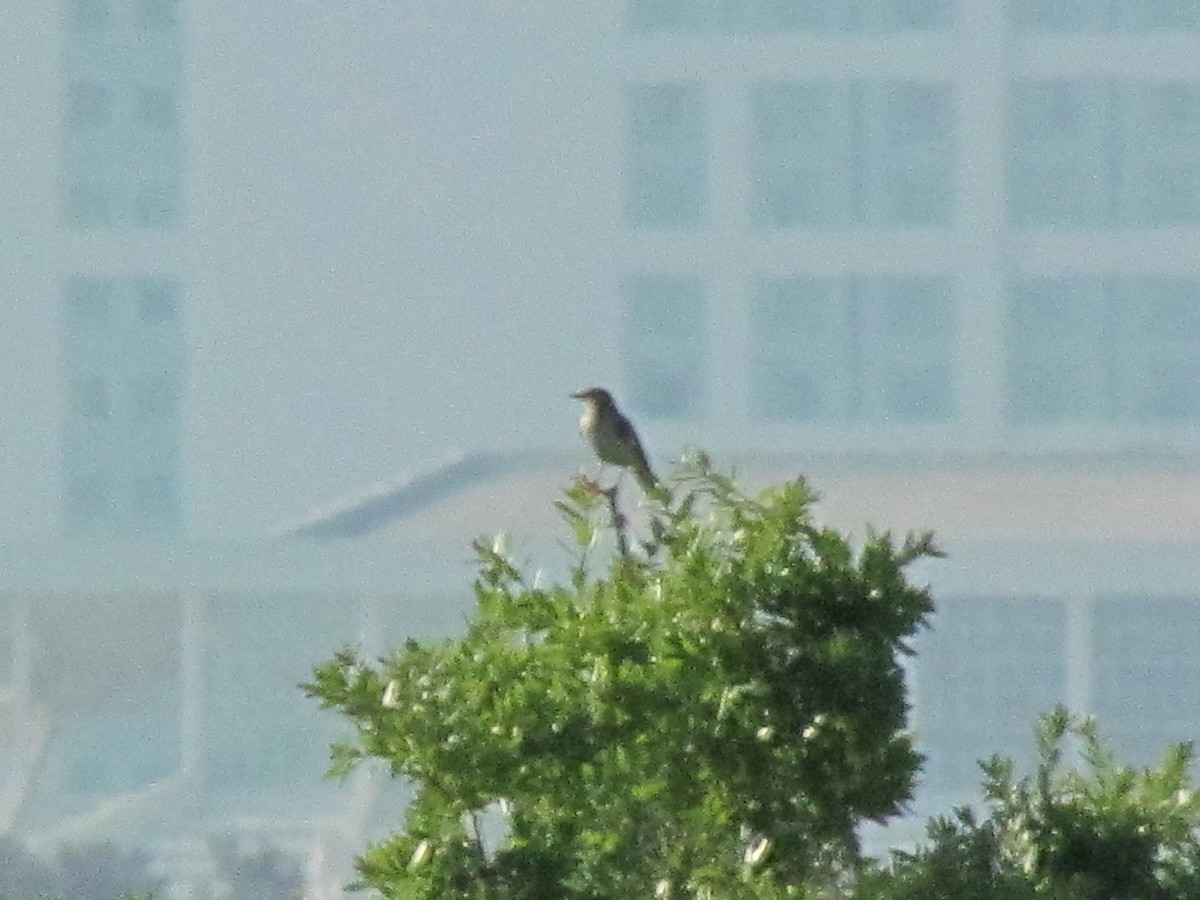 Northern Mockingbird - ML706013