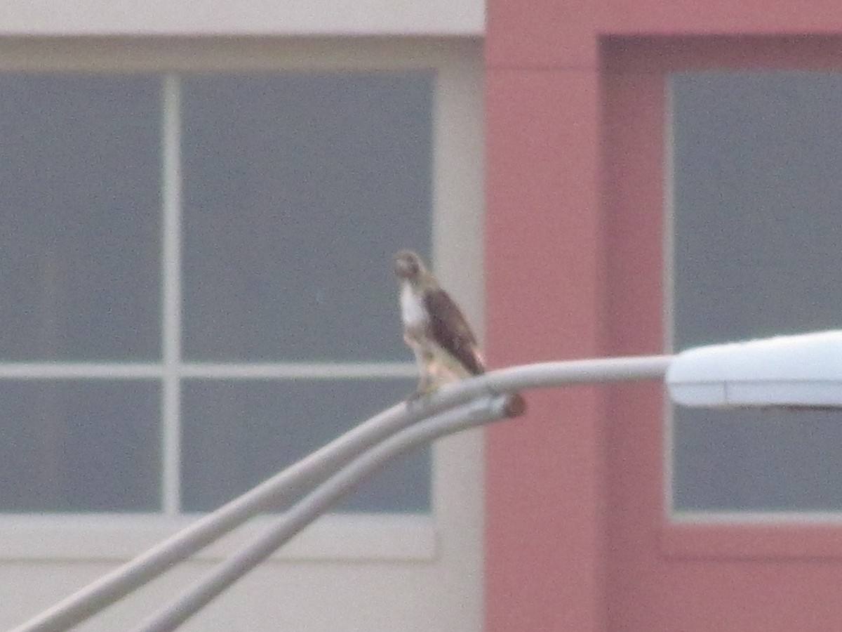 Red-tailed Hawk - ML706014