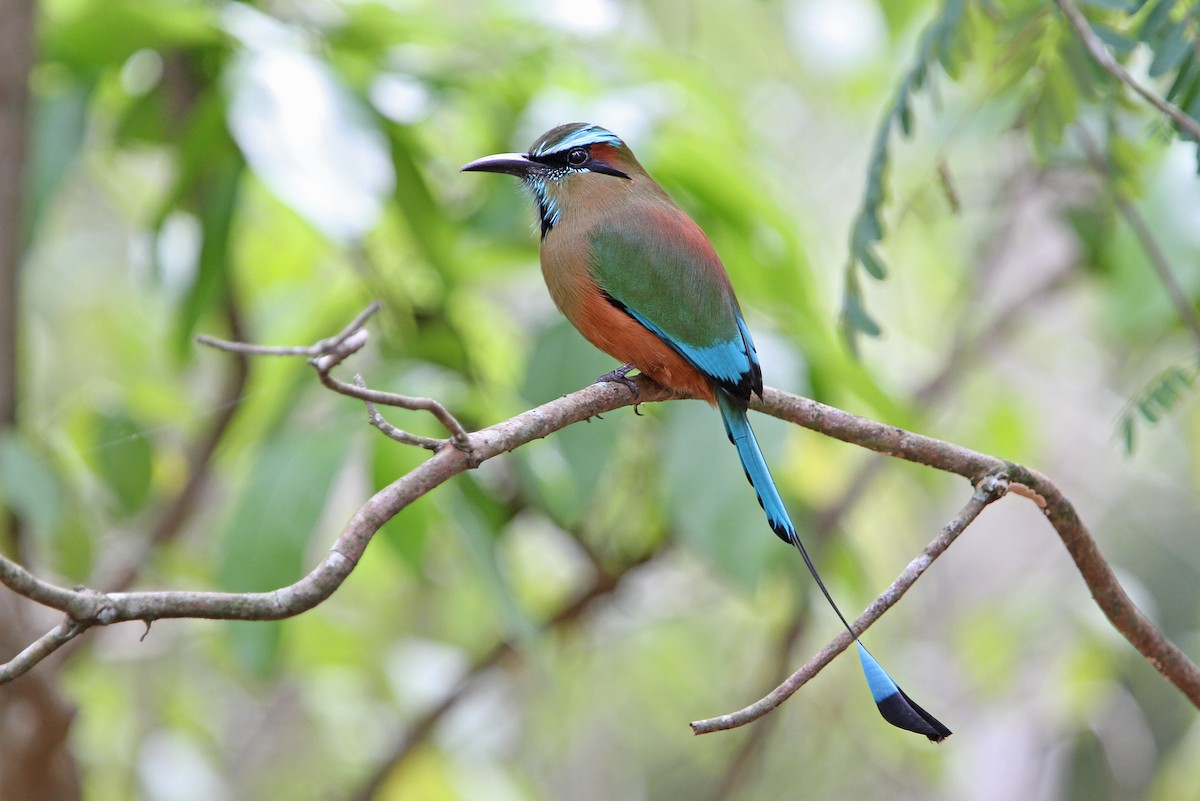 Turquoise-browed Motmot - ML70602311