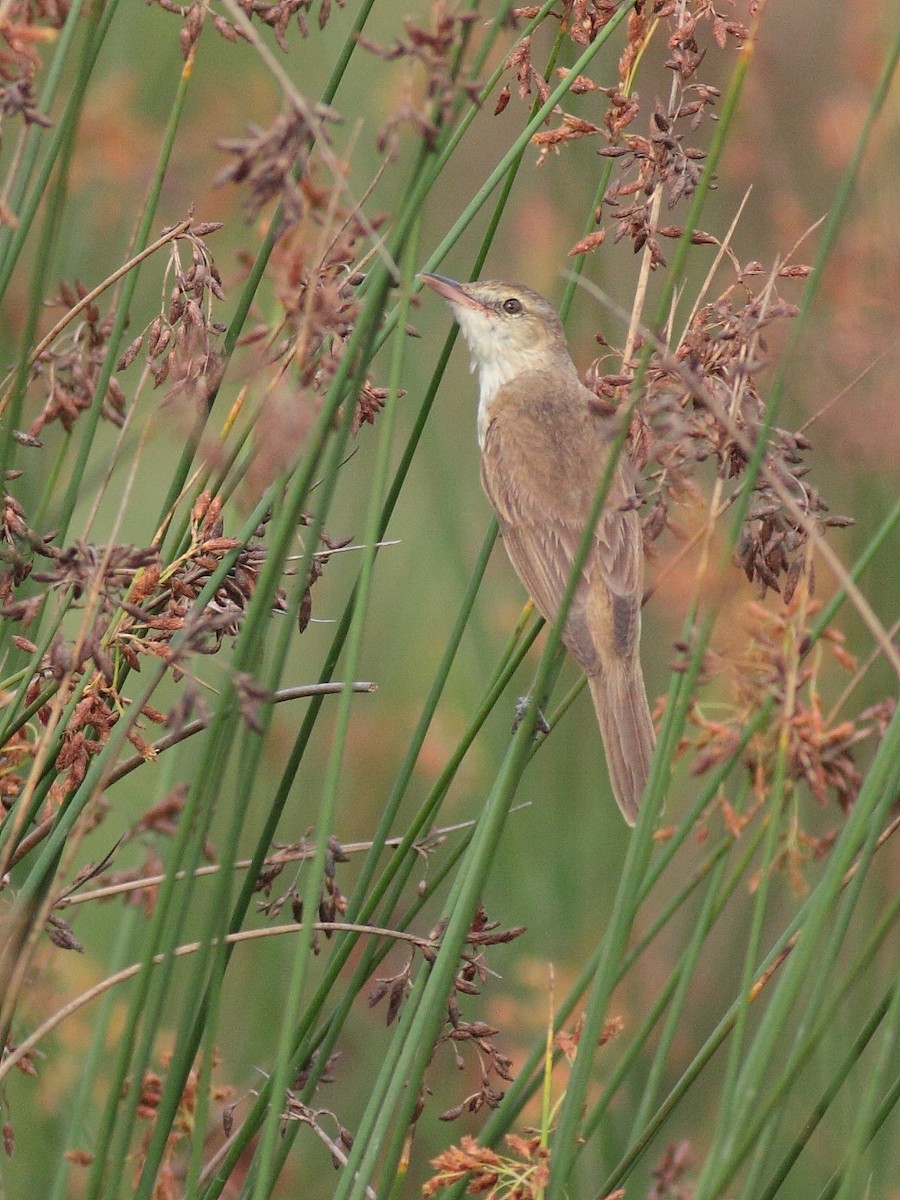 Oriental Reed Warbler - ML70602441