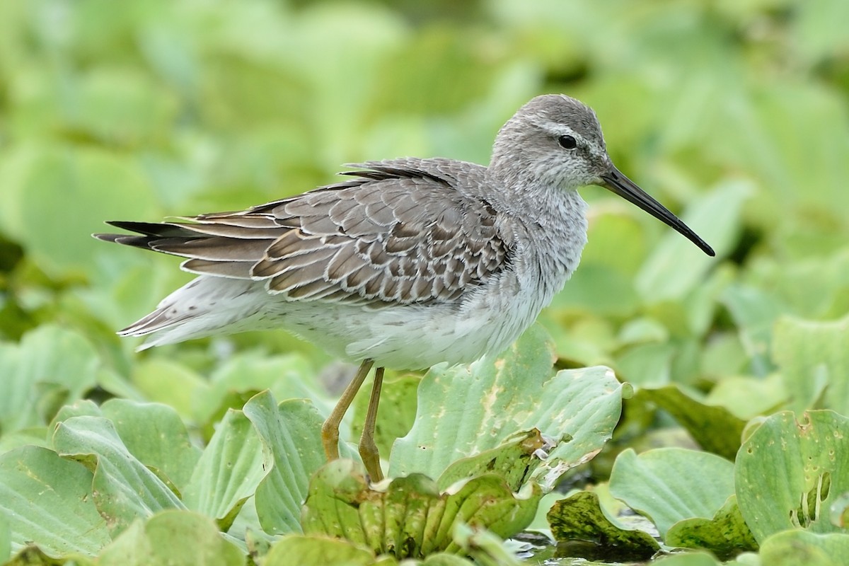 Stilt Sandpiper - ML70604831