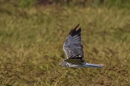 ハイイロチュウヒ - ML70605031