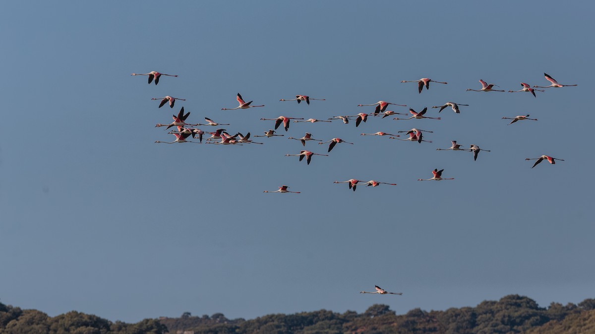 Greater Flamingo - Stein Nilsen