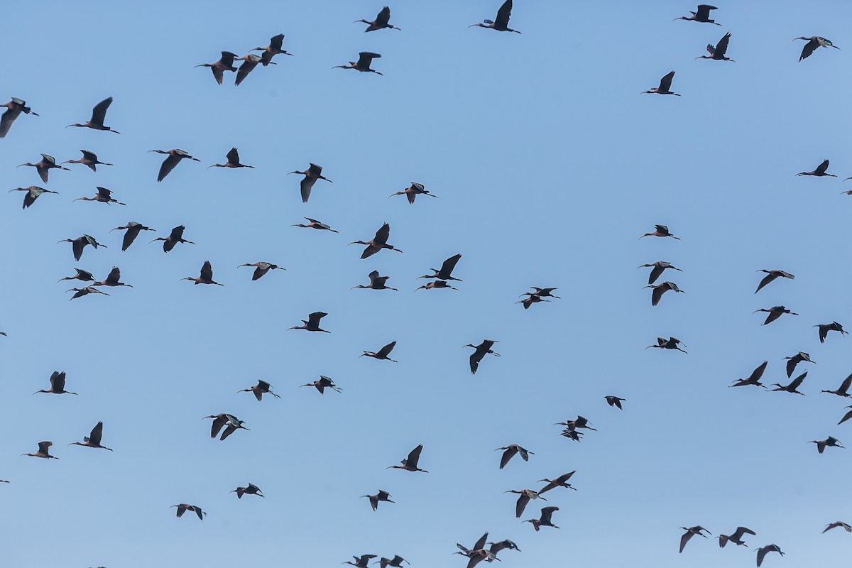 ブロンズトキ - ML70605271