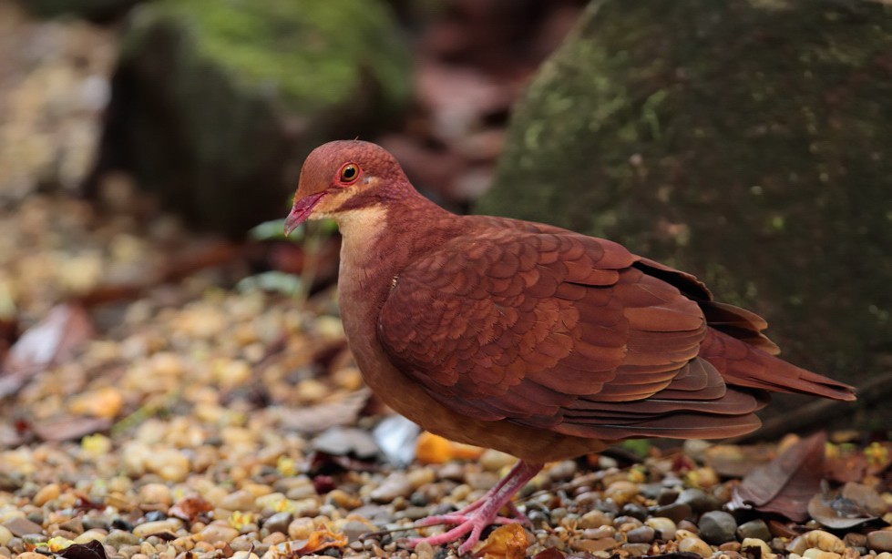 holub hnědočervený - ML706058