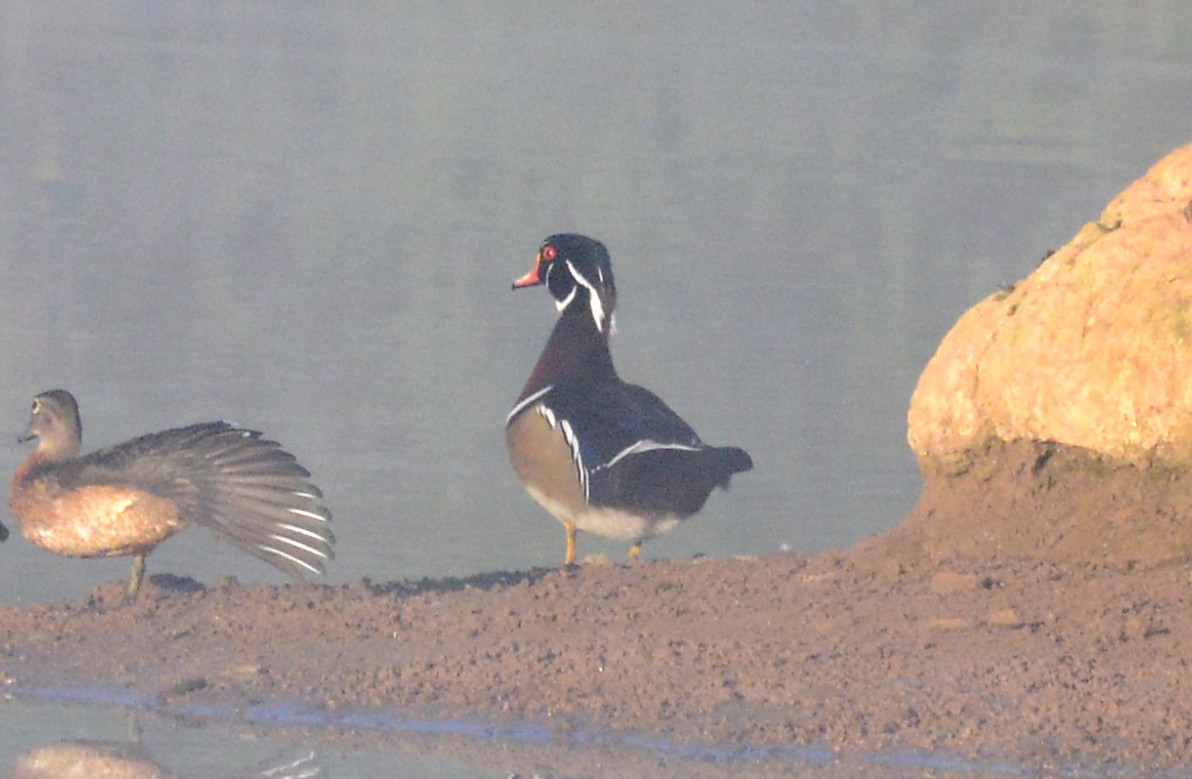 Wood Duck - Bill Telfair