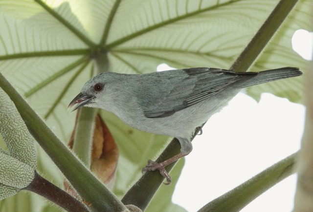 Pearly-breasted Conebill - ML706066