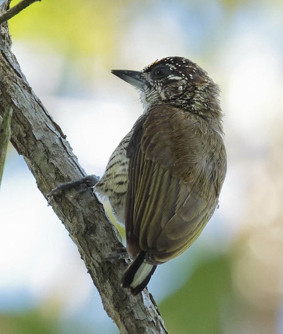 Lafresnaye's Piculet - Anselmo  d'Affonseca