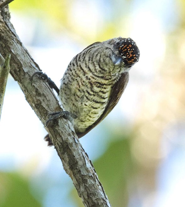 Lafresnaye's Piculet - ML706069