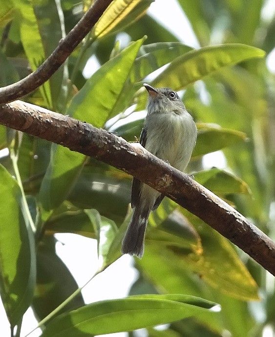 Double-banded Pygmy-Tyrant - Anselmo  d'Affonseca