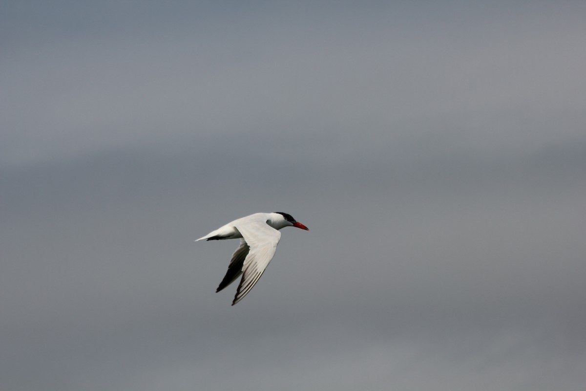 Caspian Tern - ML70607361