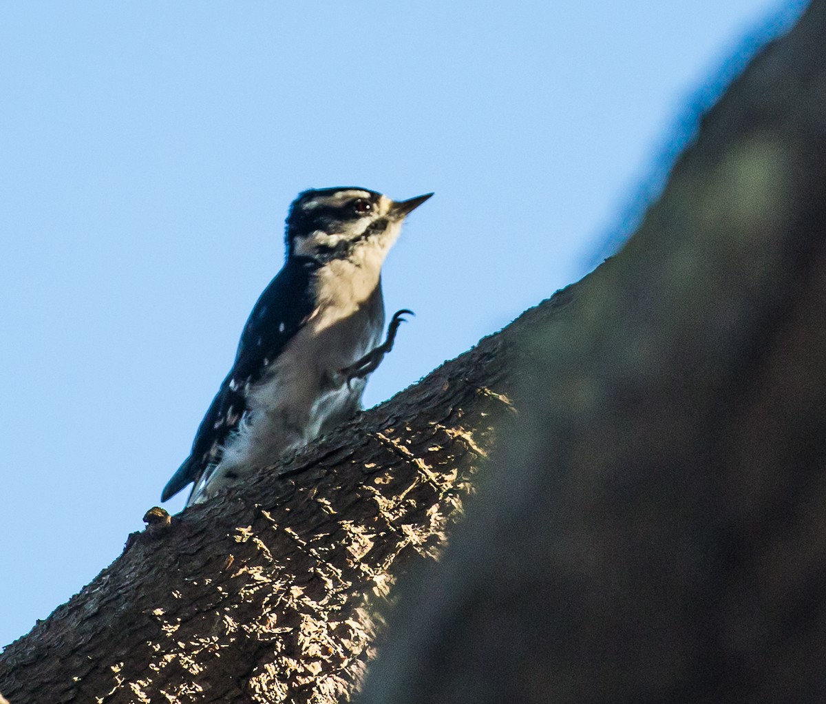 Downy Woodpecker - Meg Barron