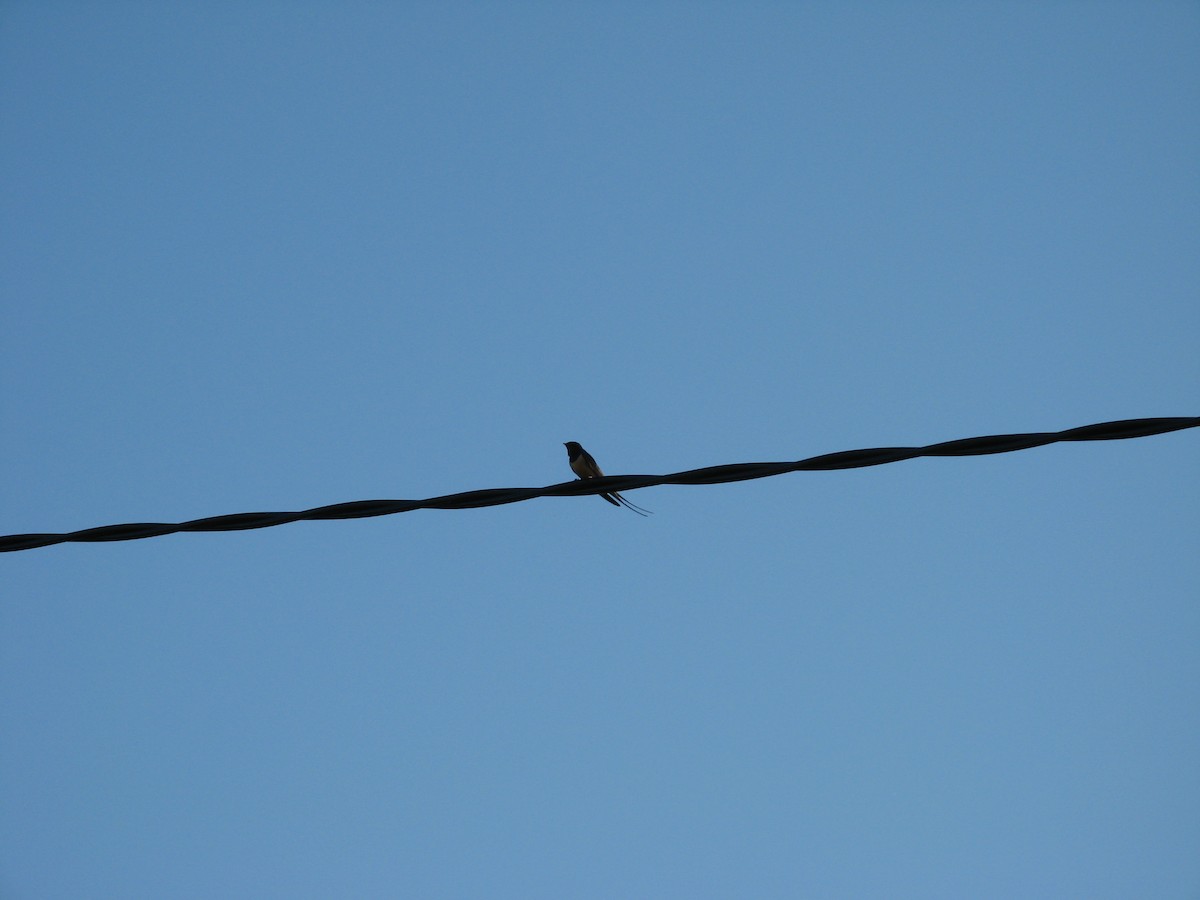 Barn Swallow - John Moyer