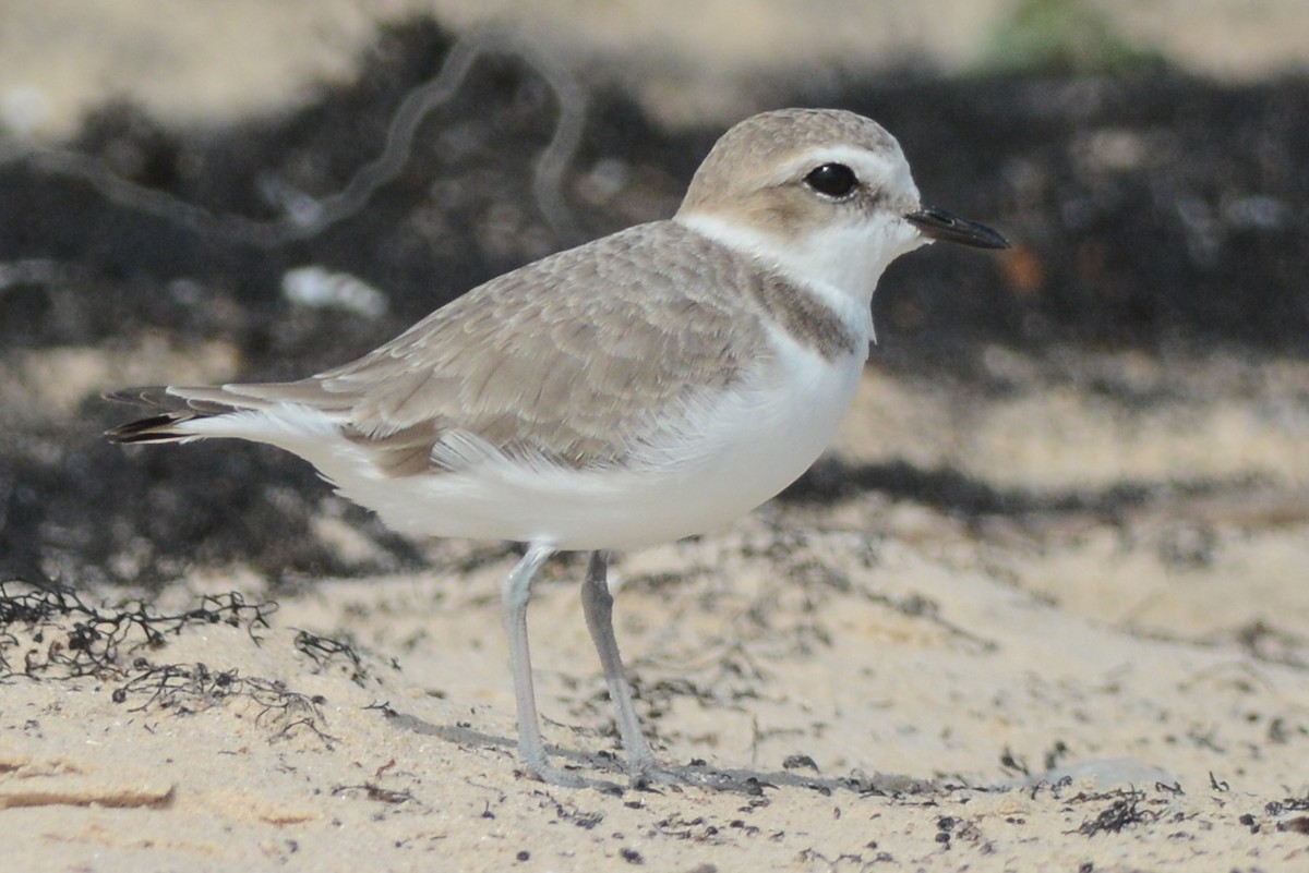 Snowy Plover - ML70611211