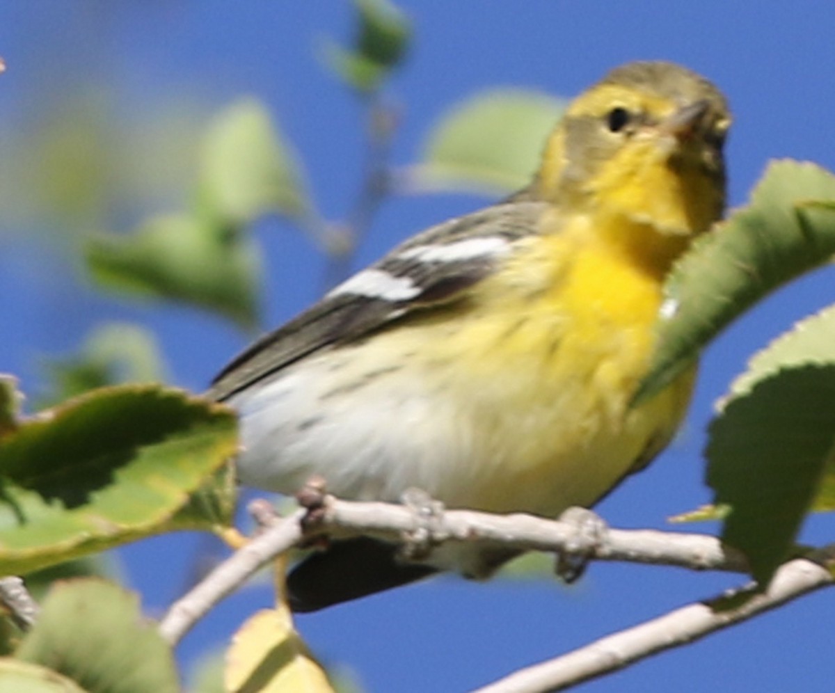 Blackburnian Warbler - Patrick Gaffey