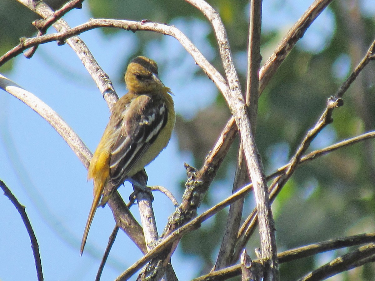 Baltimore Oriole - Myriam Berube