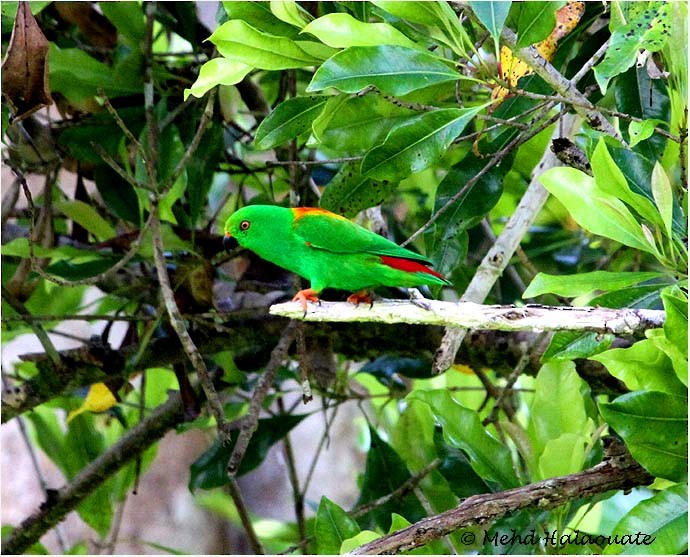 Sula Hanging-Parrot - ML706125