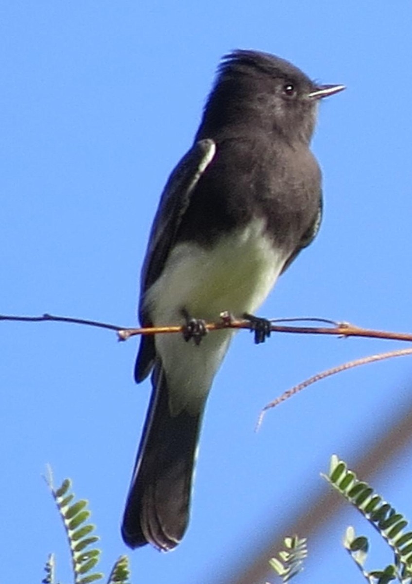 Black Phoebe - Ed Dunn