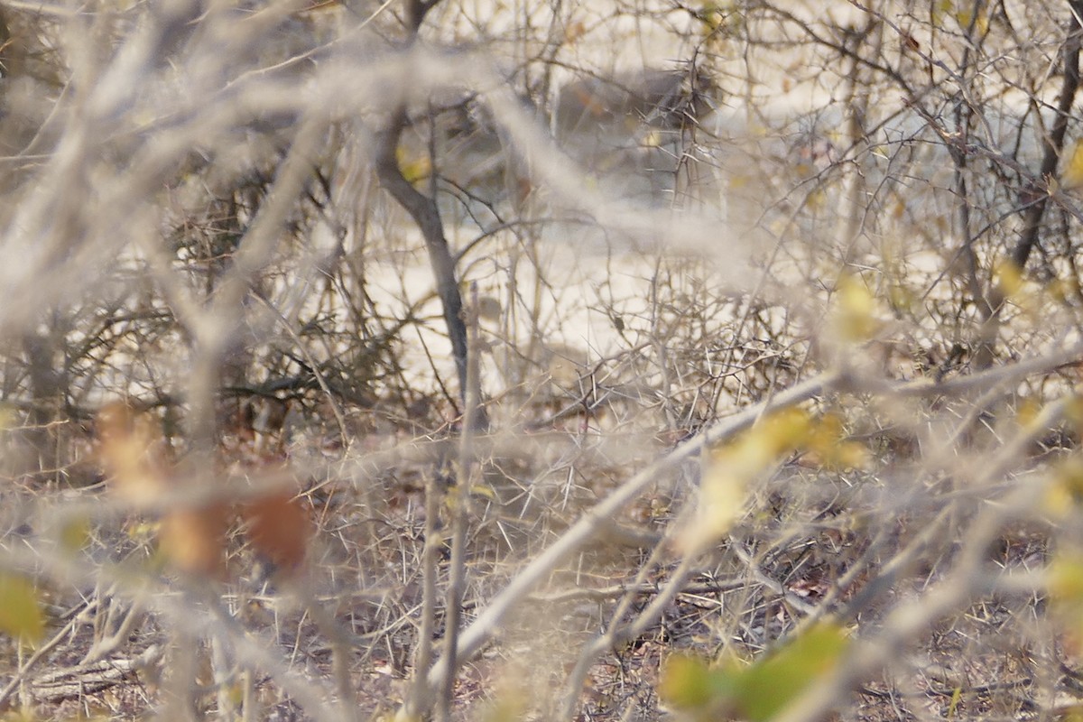 Red-crested Bustard - ML70612731