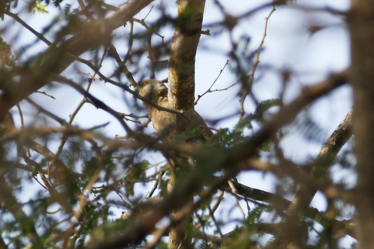 Rüppell's Parrot - ML70613351