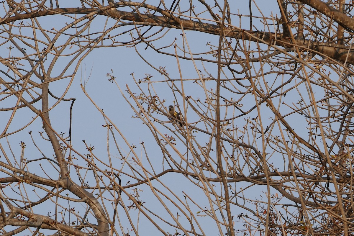 クロクモインコ - ML70613411