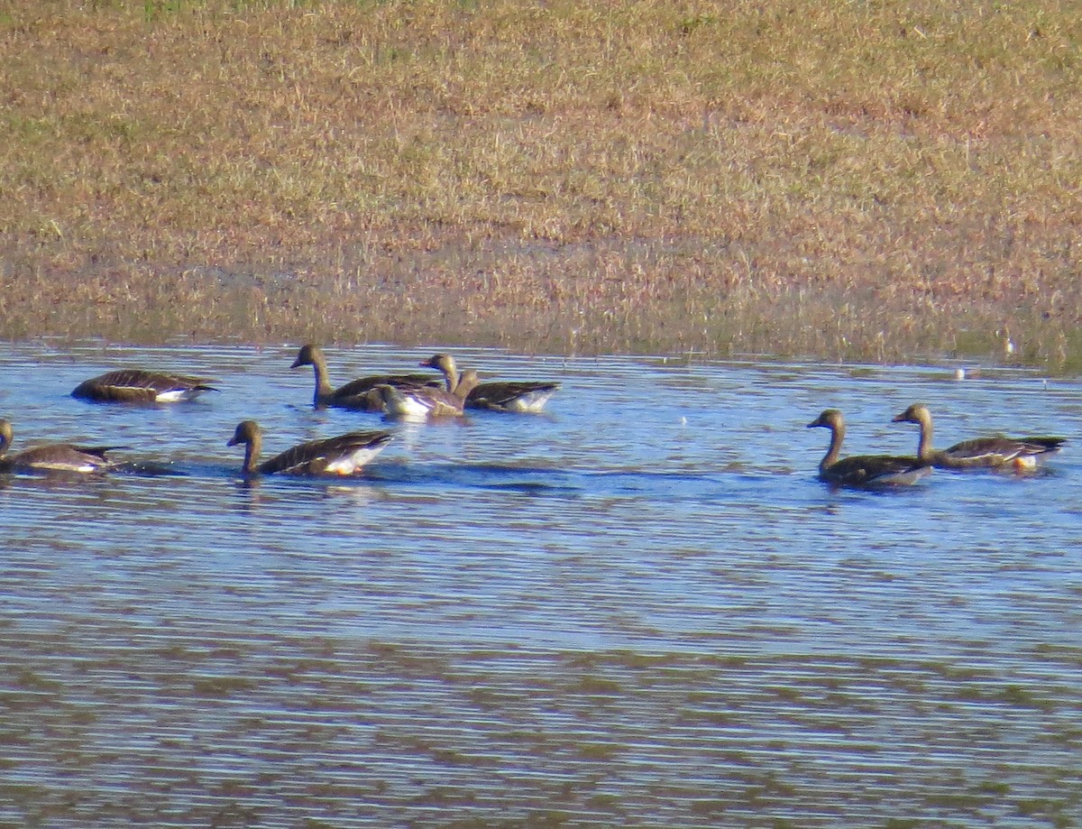 Greater White-fronted Goose - ML70614091