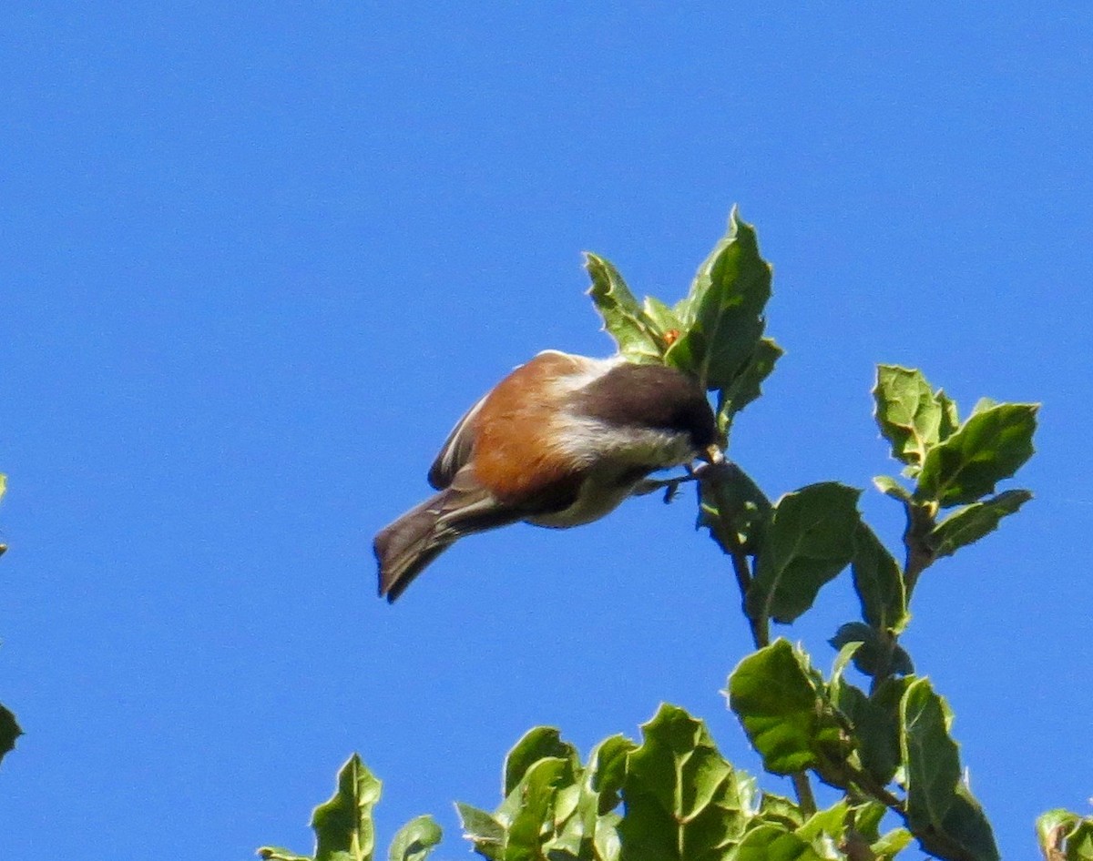 Mésange à dos marron - ML70614271