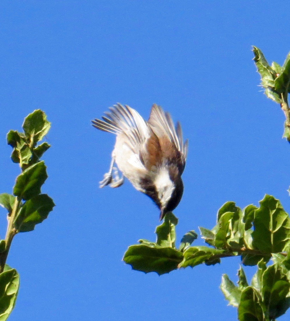 Mésange à dos marron - ML70614311