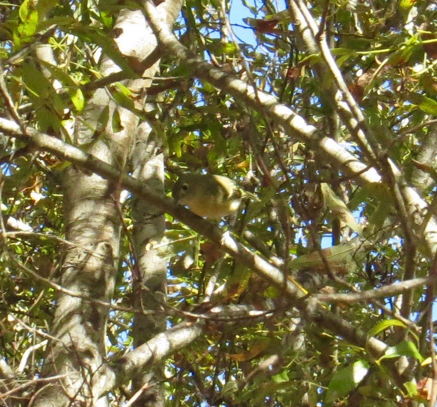 Hutton's Vireo (Pacific) - ML70614511