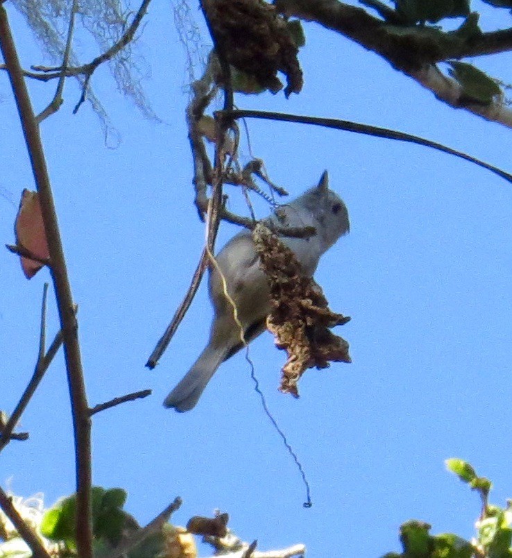 Oak Titmouse - ML70614631