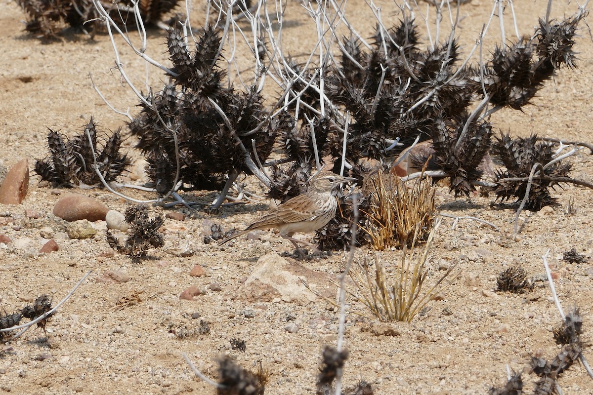 Karoo Long-billed Lark (Benguela) - ML70615411