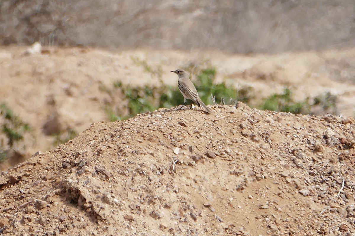 Chat Flycatcher - Peter Kaestner