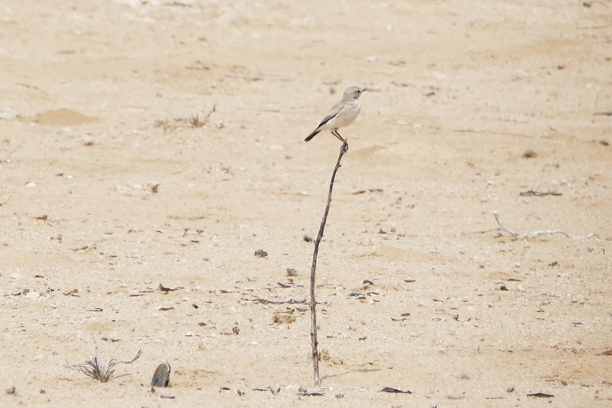 Karoo Chat - Peter Kaestner