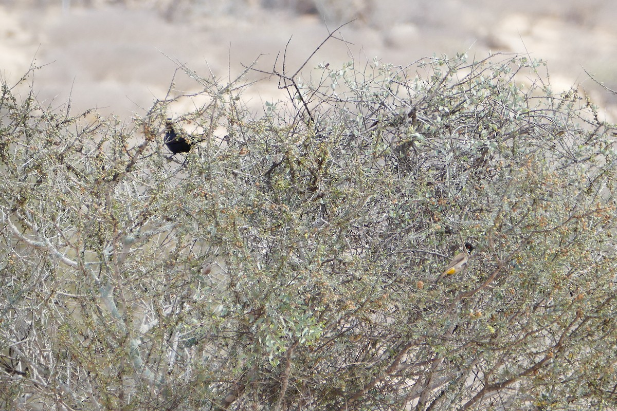 Pale-winged Starling - ML70615641