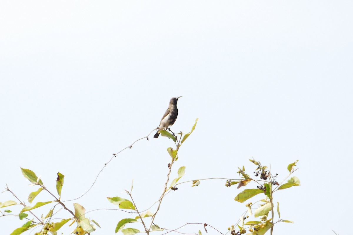 Dusky Sunbird - Peter Kaestner