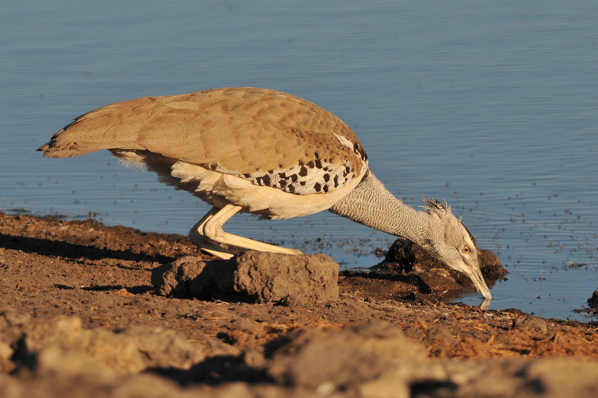 Kori Bustard - ML706163