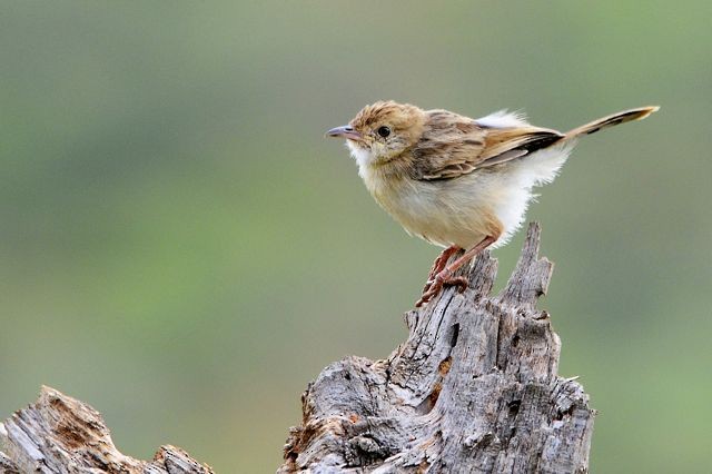 Rattling Cisticola - ML706180