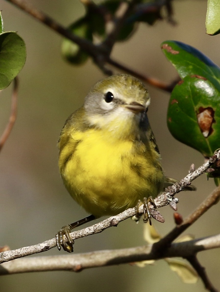 Prairie Warbler - ML70618641