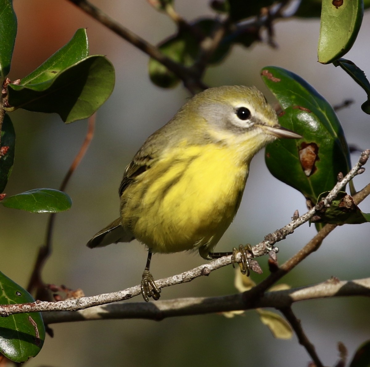 Prairie Warbler - Rick Steber