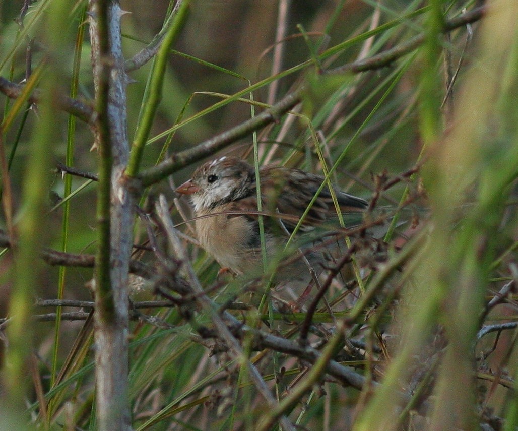 passerellidé sp. - ML70618971