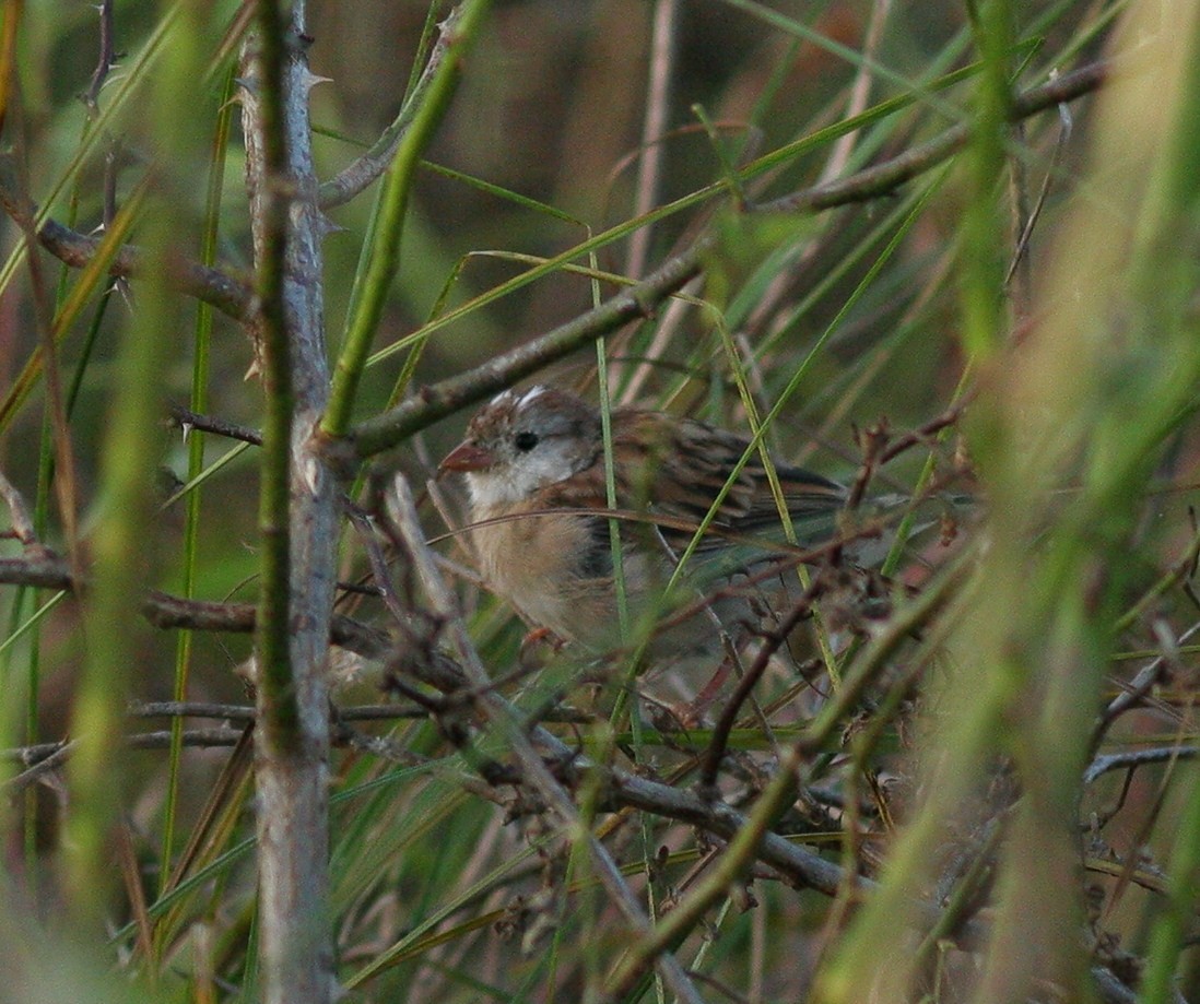 new world sparrow sp. - ML70618981